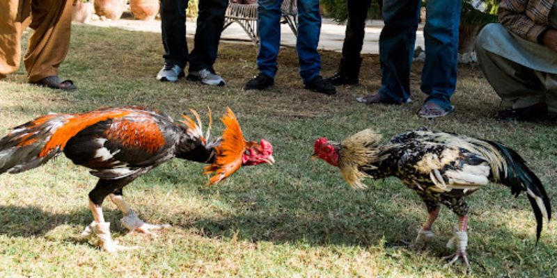 Đá Gà Thomo - Siêu Phẩm Giải Trí Kịch Tính Nhất Mọi Thời Đại 15 Đá gà Thomo chưa bao giờ khiến anh em thất vọng vì độ hấp dẫn