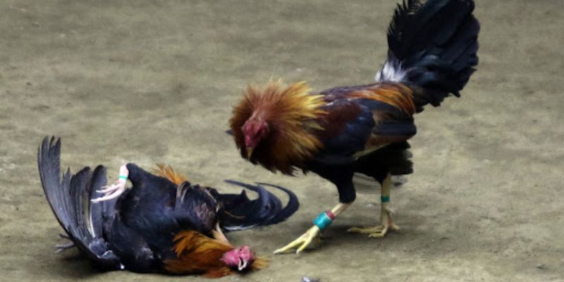 Đá Gà C1 - Nơi Hội Tụ Những Chiến Binh Lừng Danh 3 Điểm tên những loại hình đá gà trực tiếp C1 hấp dẫn tại Shbet